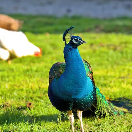 Chateau D'aigneville 3*