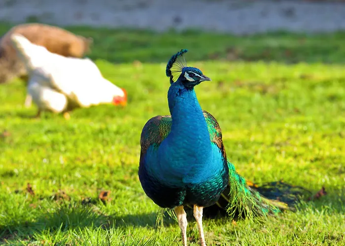 Chateau D'aigneville 3*